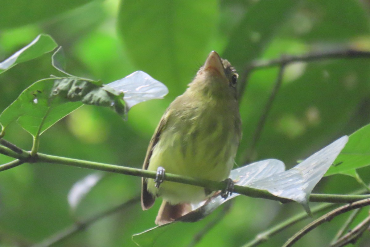 Western Olivaceous Flatbill - ML627909278