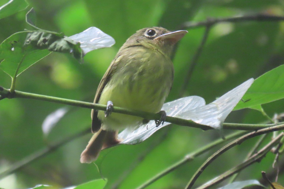 Western Olivaceous Flatbill - ML627909282