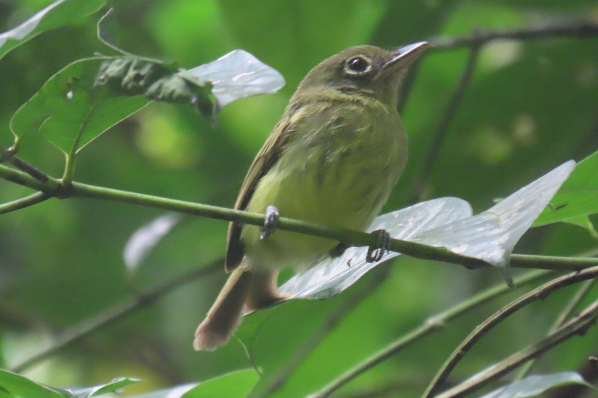 Western Olivaceous Flatbill - ML627909290