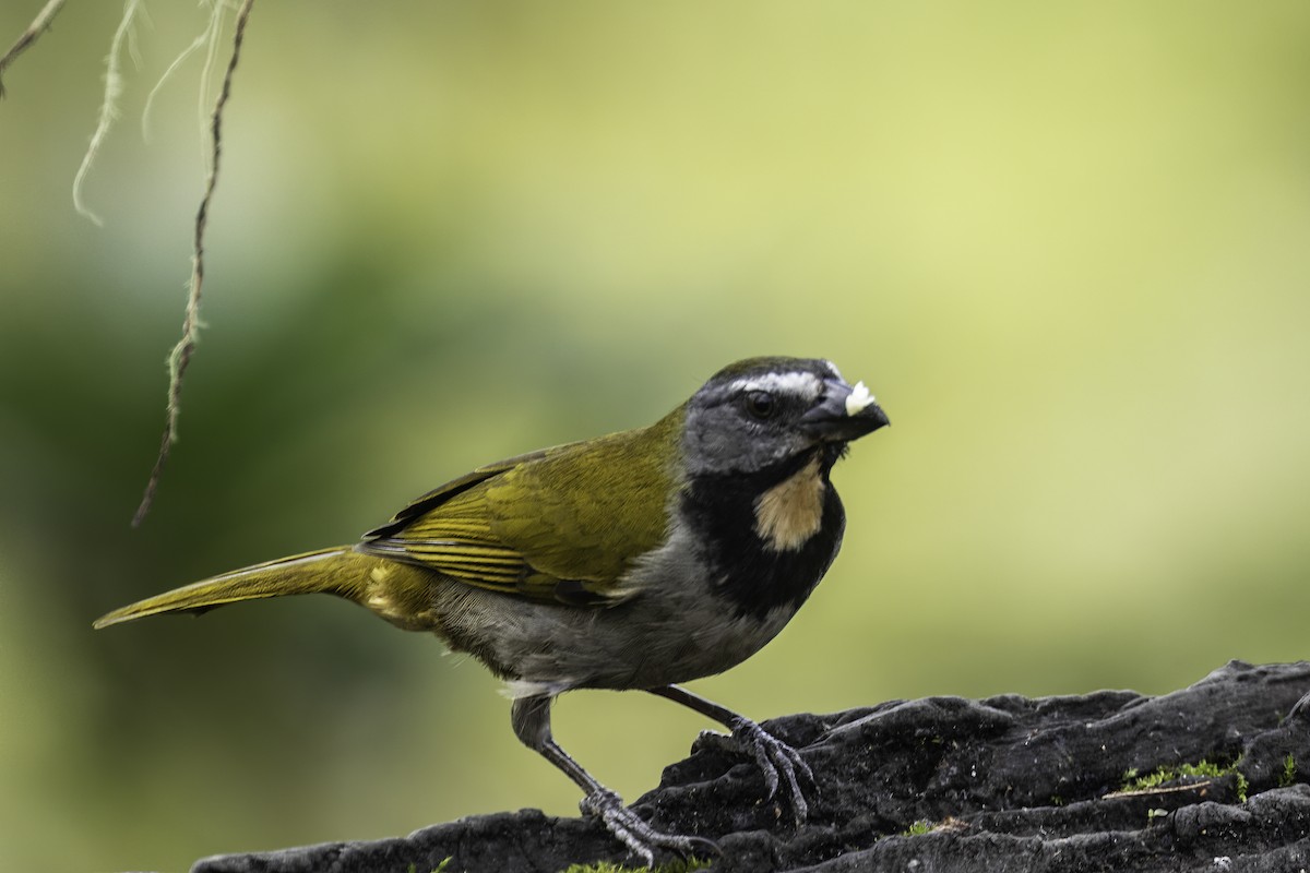 Buff-throated Saltator - ML627909314