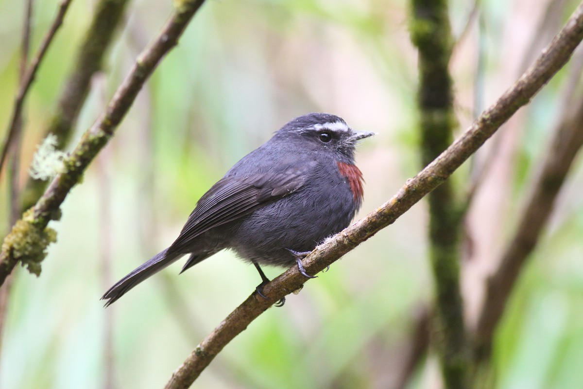 Maroon-belted Chat-Tyrant - ML627909375