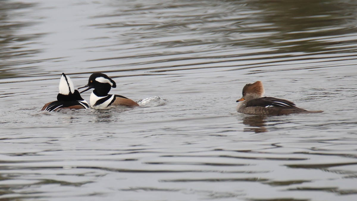 Hooded Merganser - ML627909412