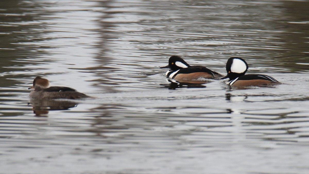 Hooded Merganser - ML627909418