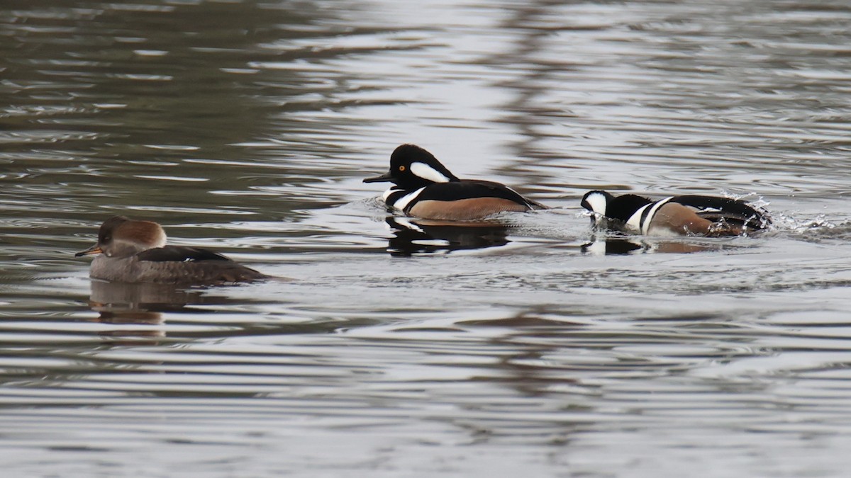Hooded Merganser - ML627909419