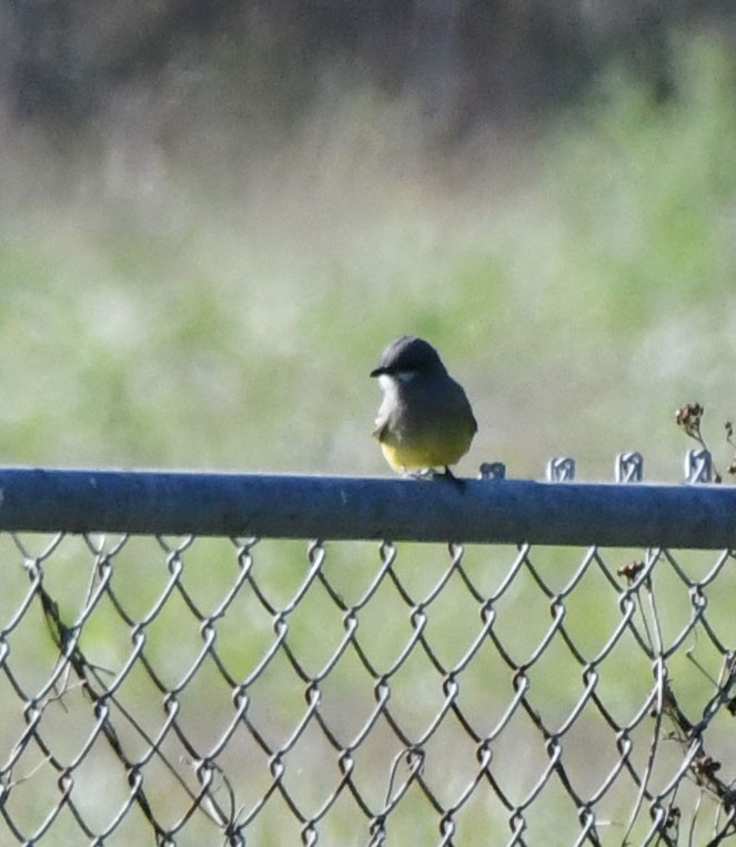 Cassin's Kingbird - ML627909421