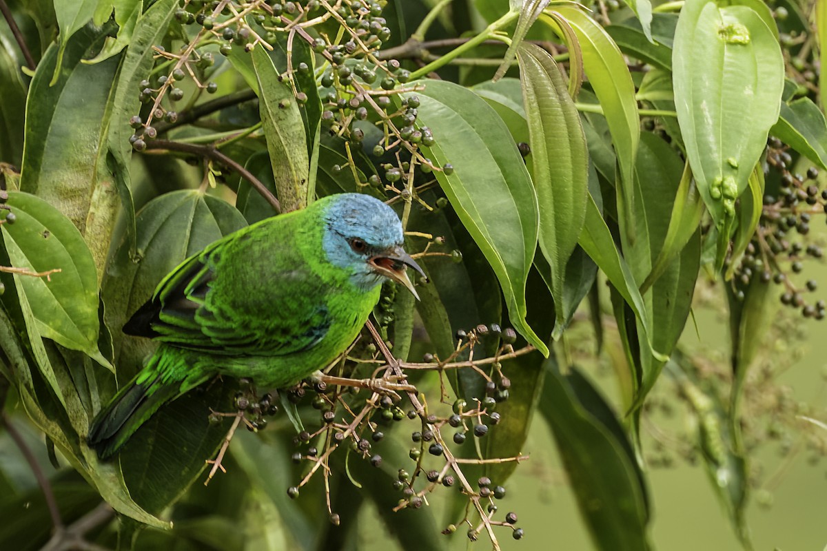 Blue Dacnis - ML627909422