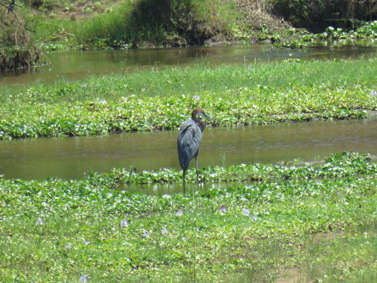 Goliath Heron - ML627909447