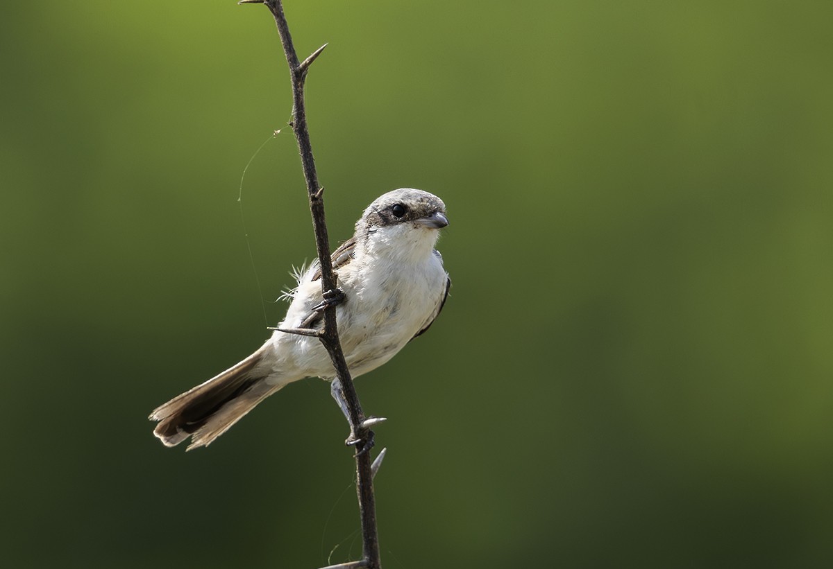 Red-tailed Shrike - ML627909498