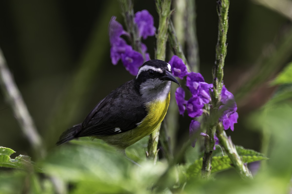 Bananaquit - ML627909501
