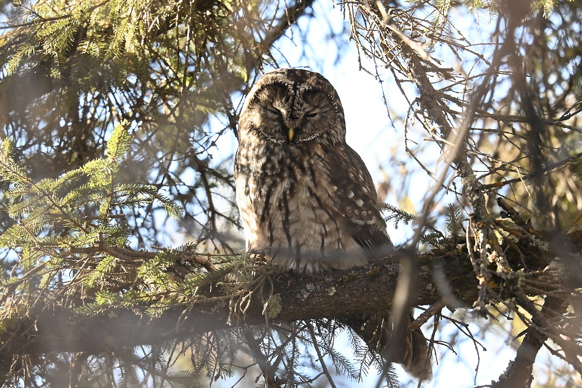 Ural Owl (Pere David's) - ML627909507
