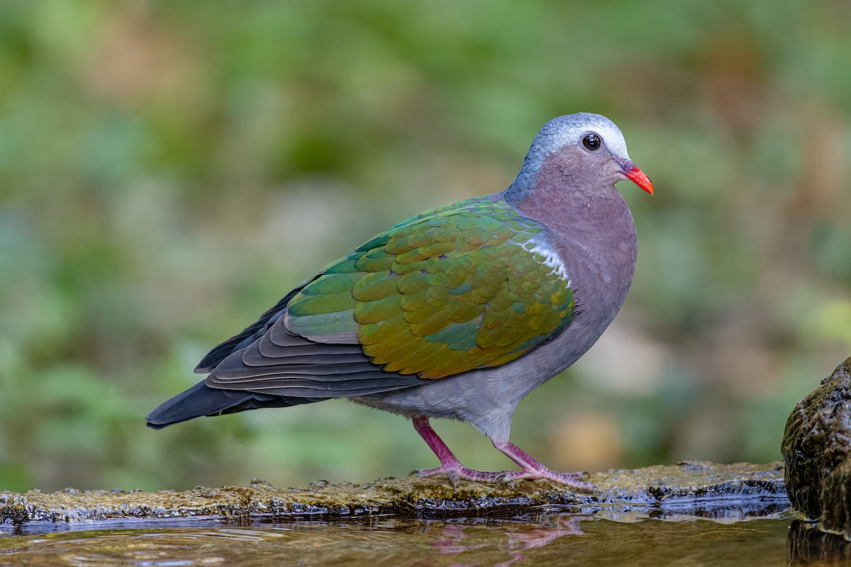 Asian Emerald Dove - ML627909508