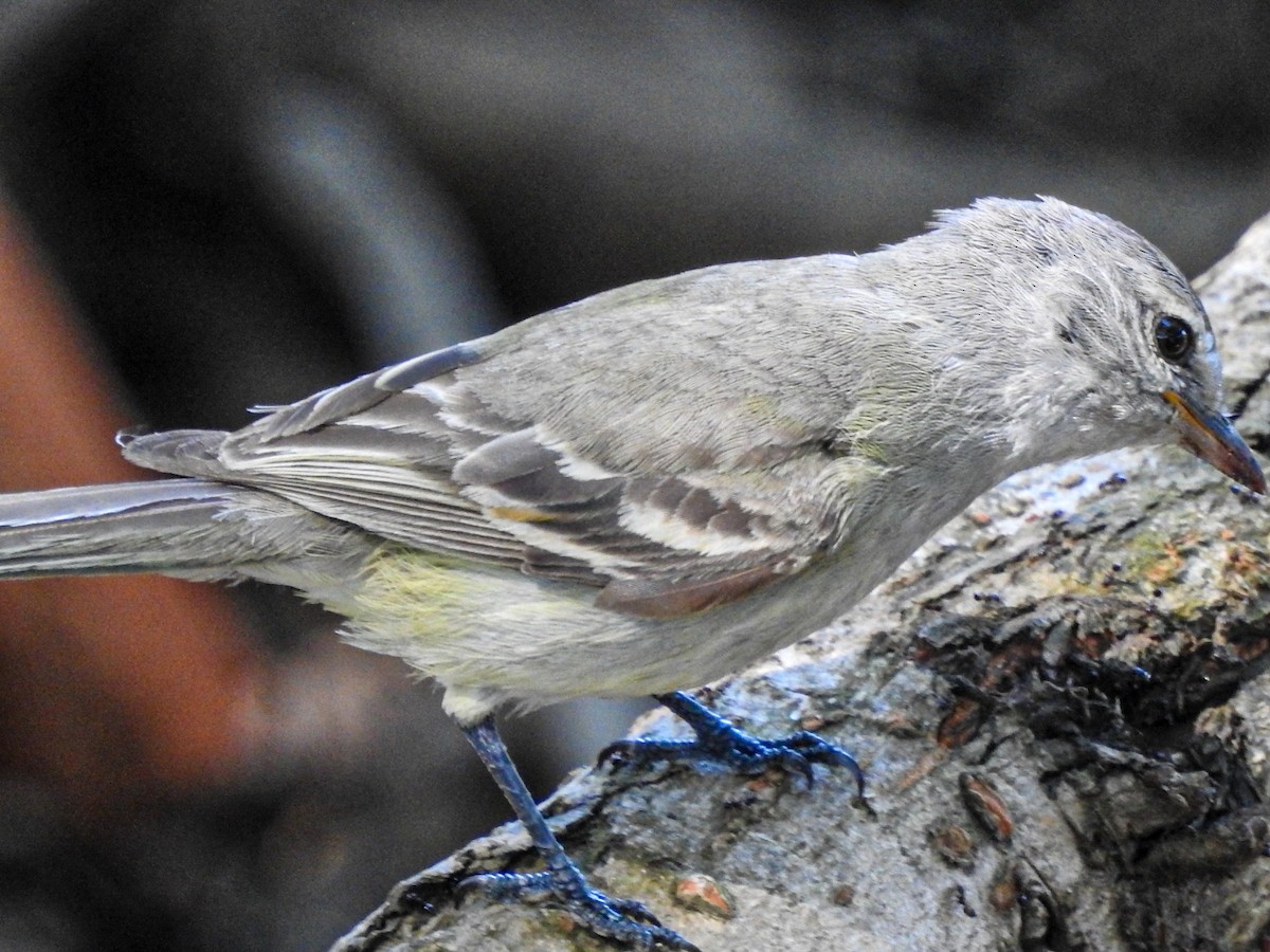 Southern Beardless-Tyrannulet - ML627909543