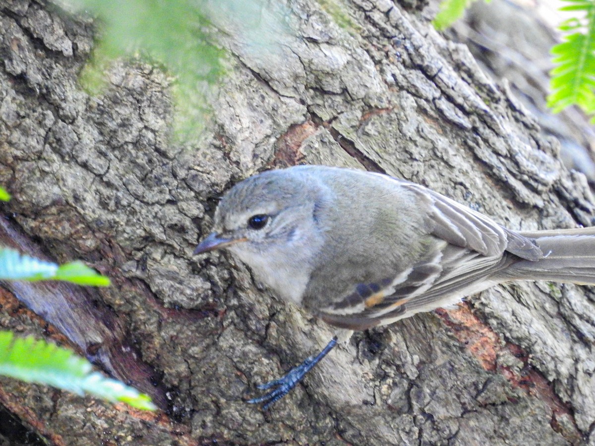 Southern Beardless-Tyrannulet - ML627909544