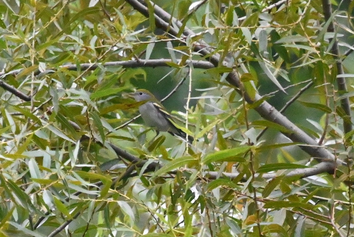 brunsideparula - ML627909569