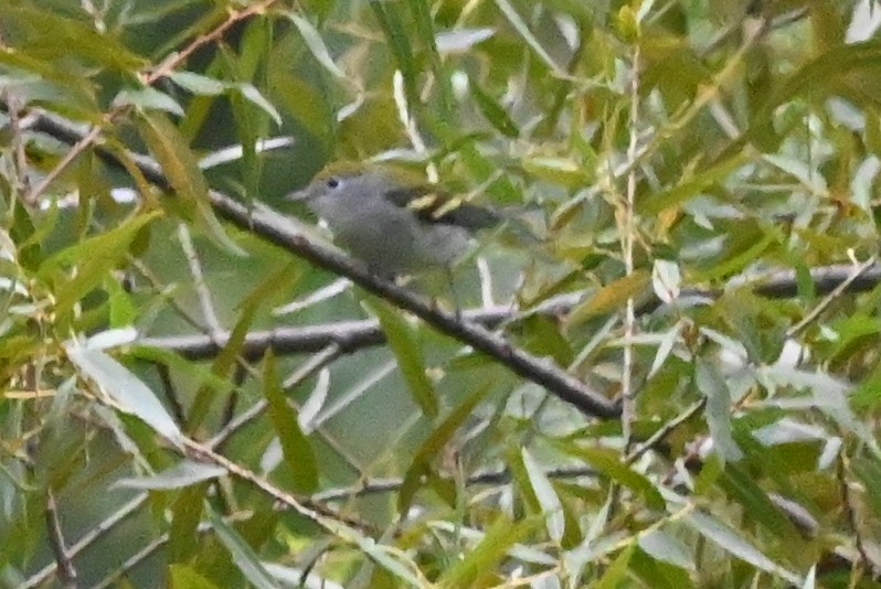 brunsideparula - ML627909570