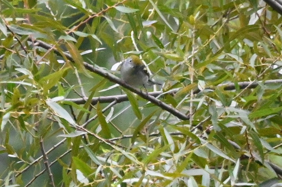 brunsideparula - ML627909572