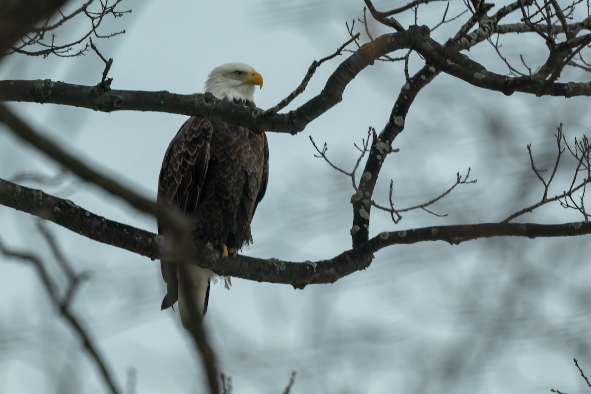 Bald Eagle - ML627909579