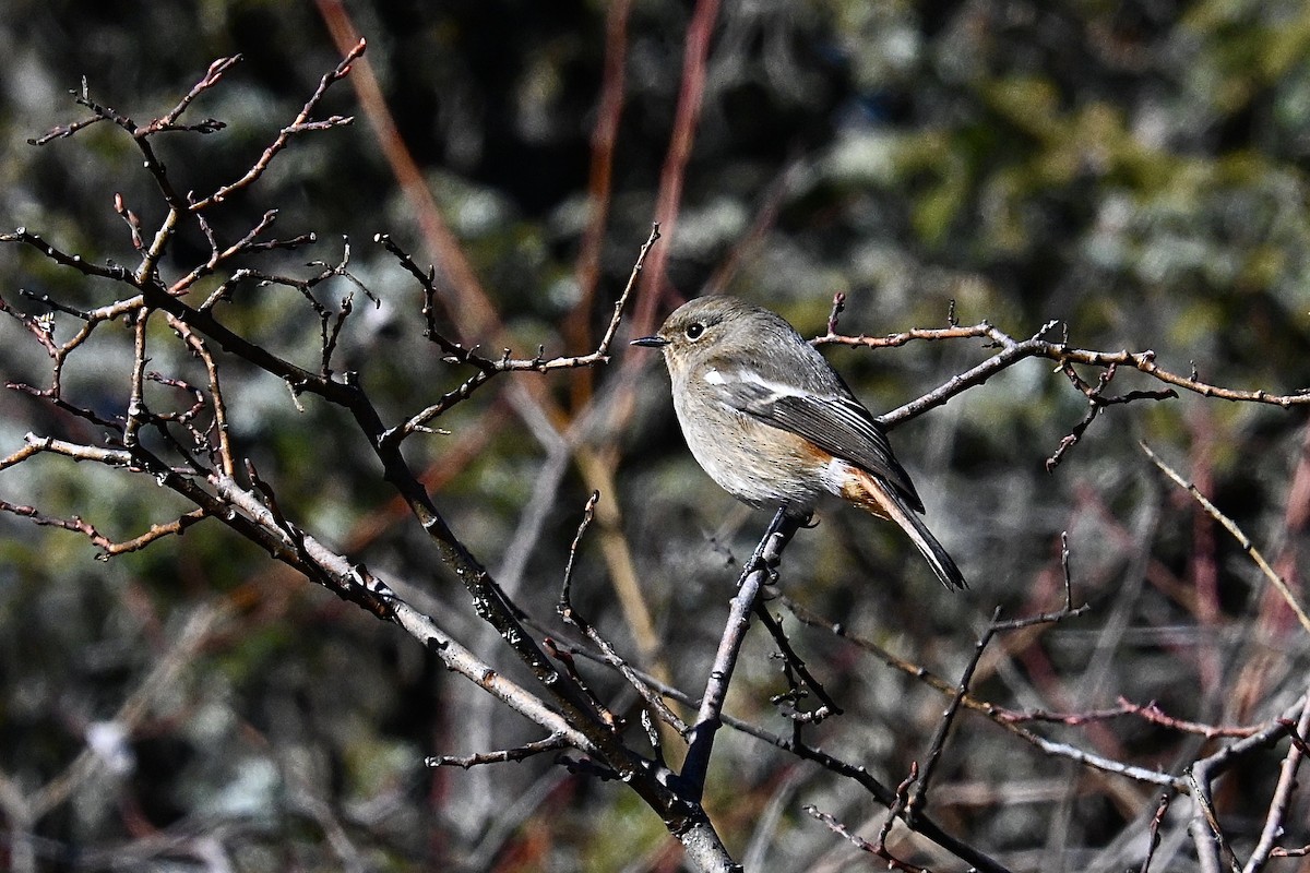 White-throated Redstart - ML627909595