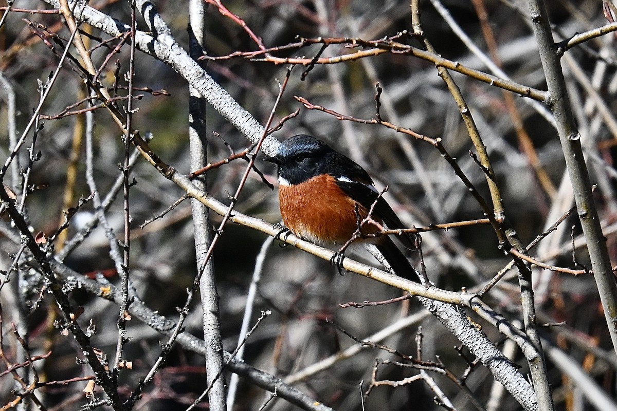 White-throated Redstart - ML627909600