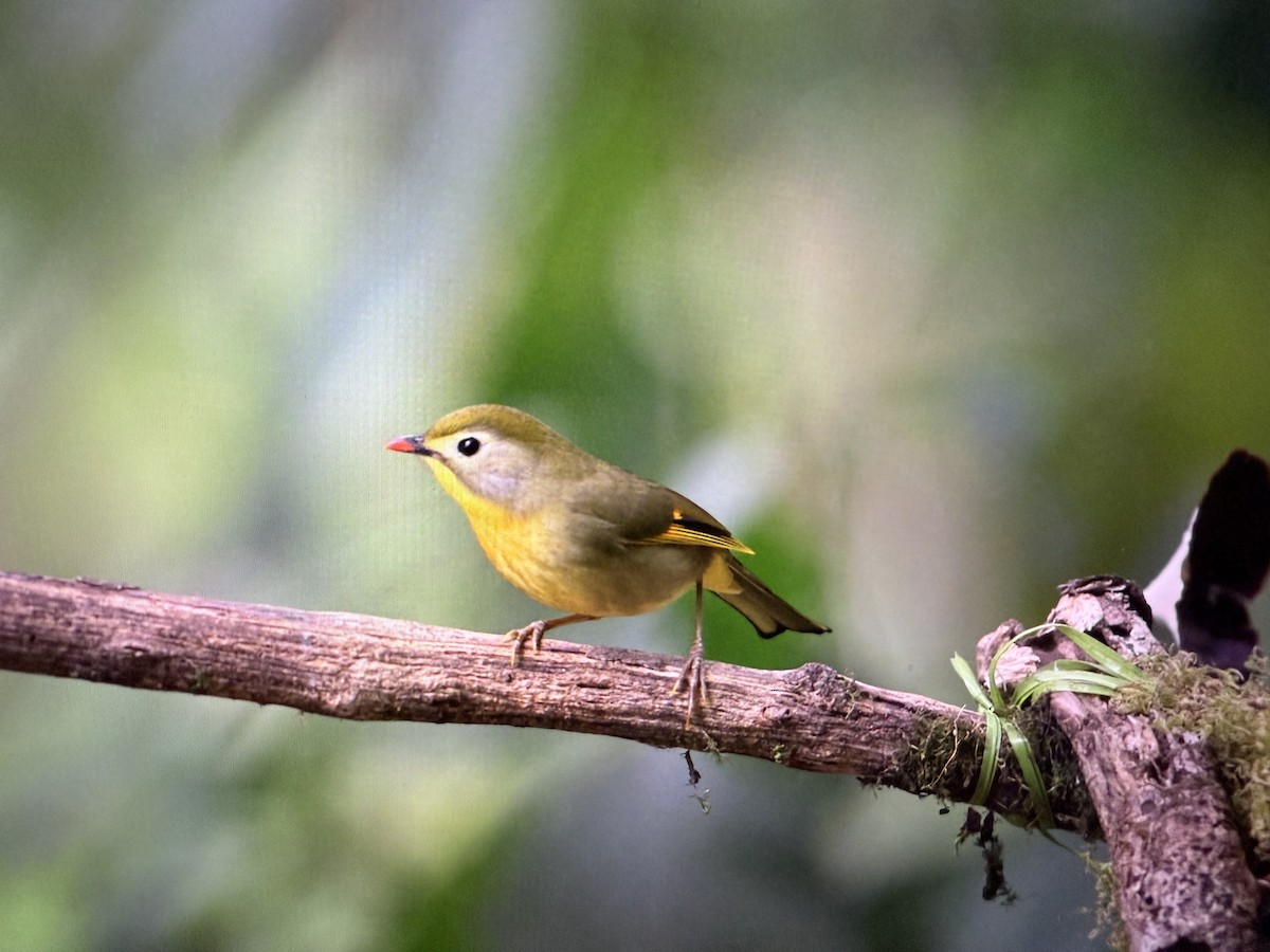 Red-billed Leiothrix - ML627909633
