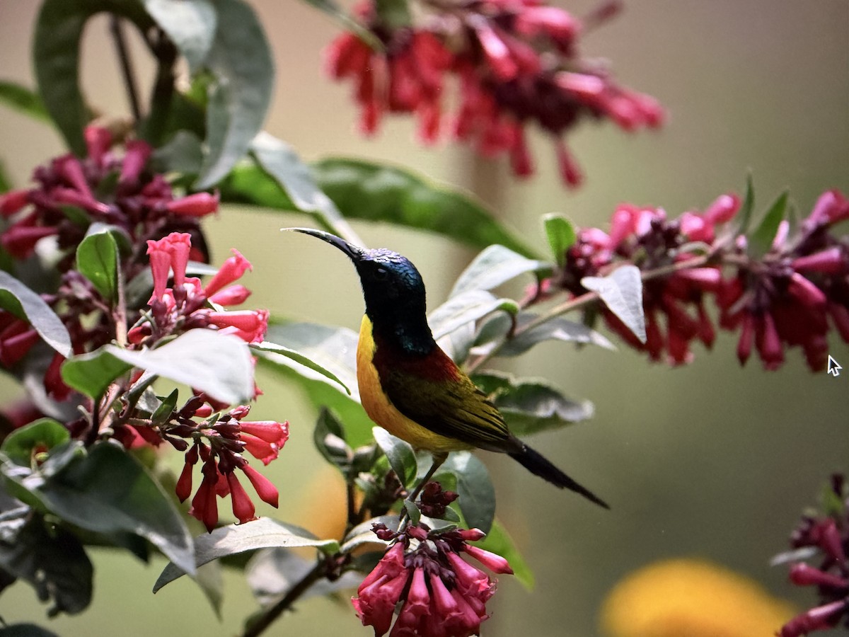Green-tailed Sunbird - ML627909635