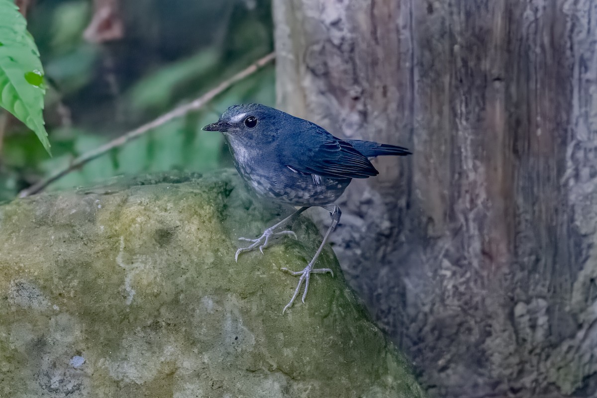 Lesser Shortwing - ML627909641