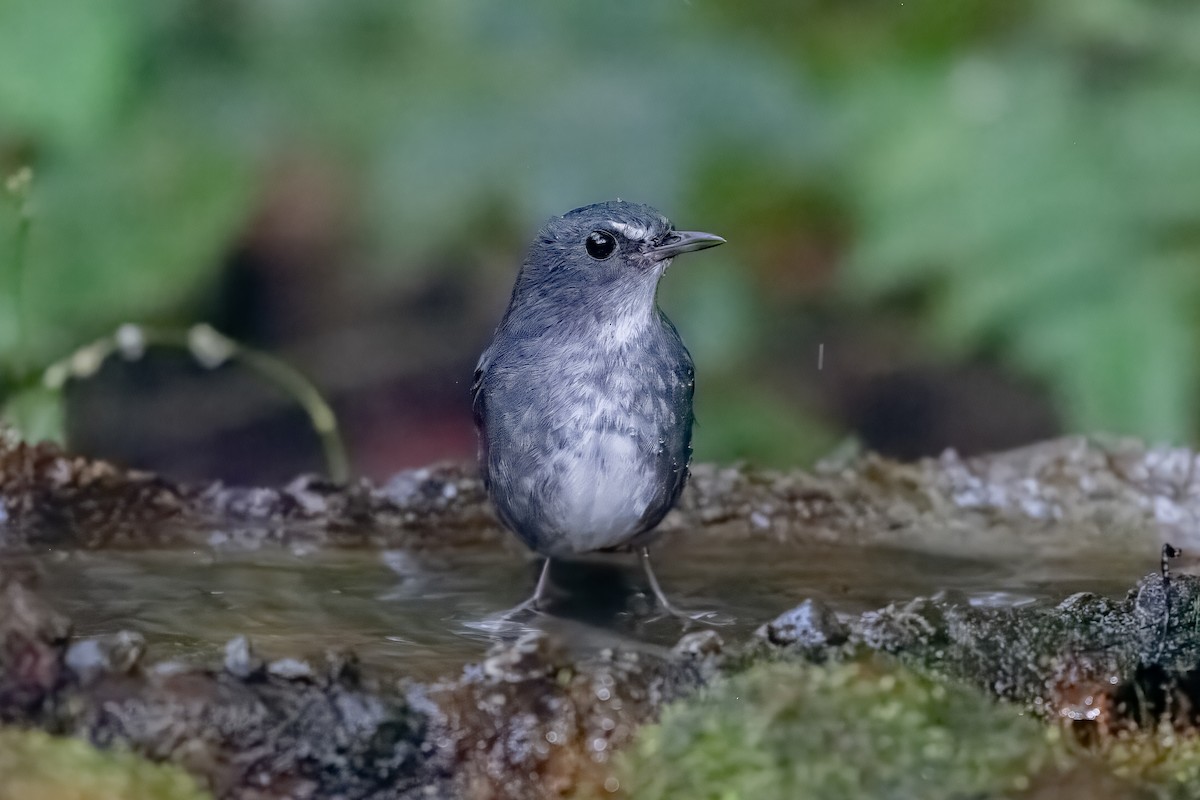 Lesser Shortwing - ML627909642