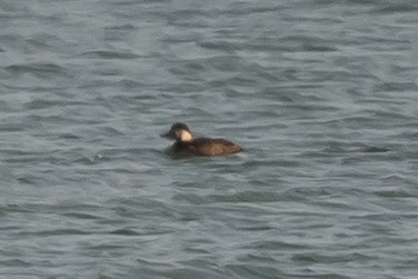 Black Scoter - ML627909643