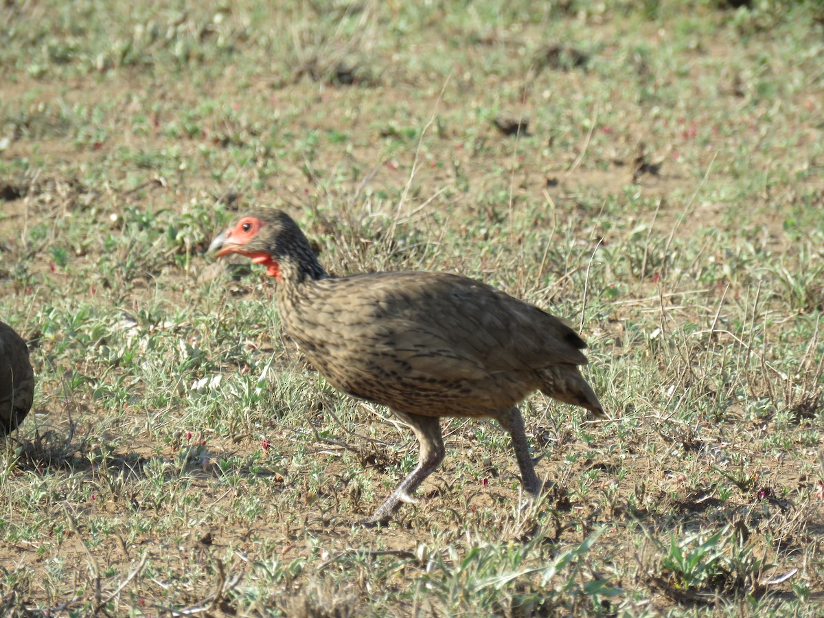 Swainson's Spurfowl - ML627909685