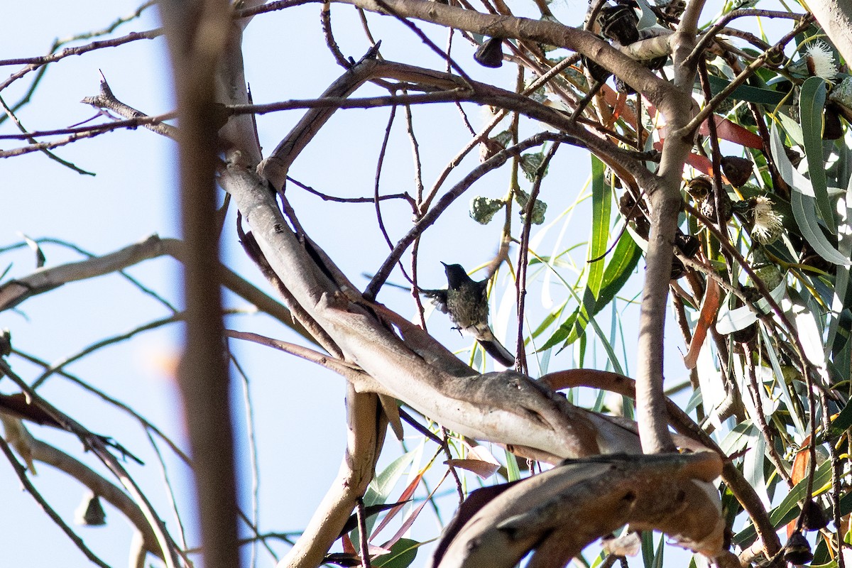 Black-backed Thornbill - ML627909693