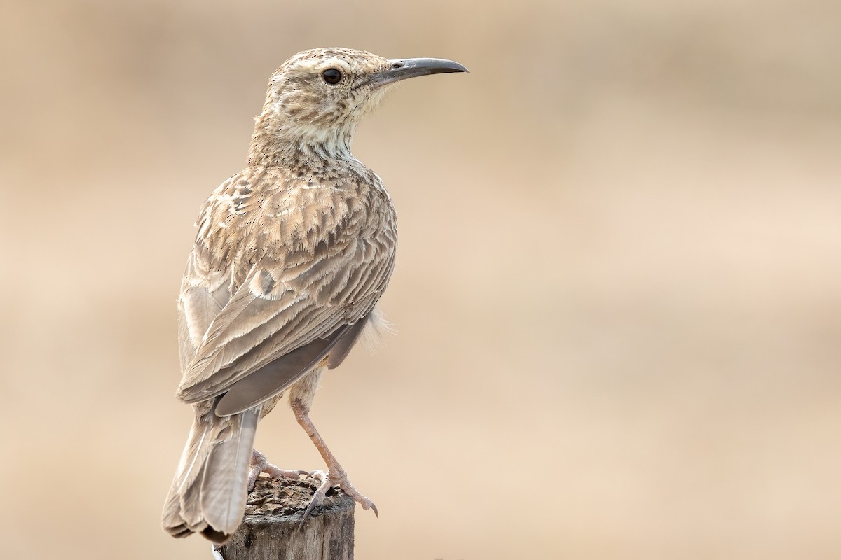 Cape Long-billed Lark (Cape) - ML627909713