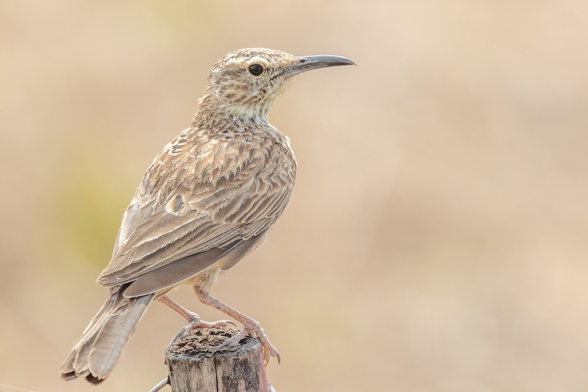 Cape Long-billed Lark (Cape) - ML627909714