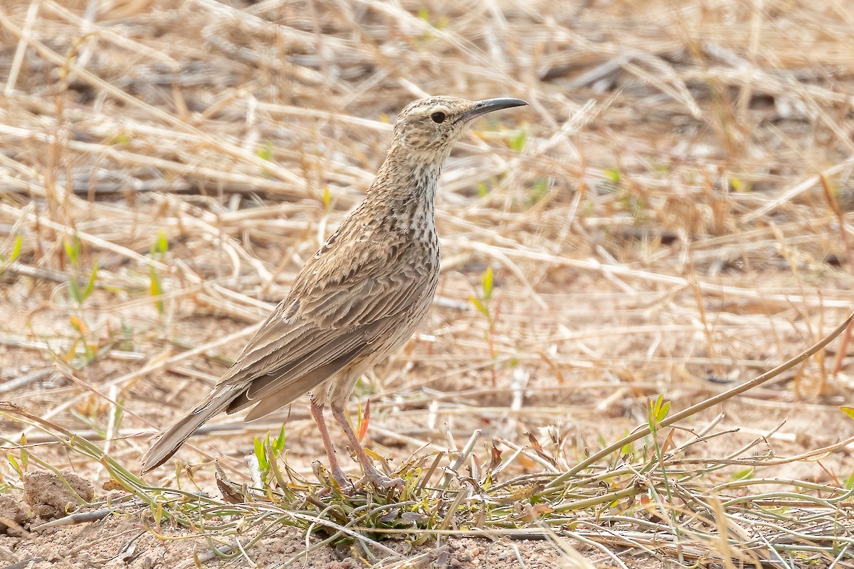 Cape Long-billed Lark (Cape) - ML627909716