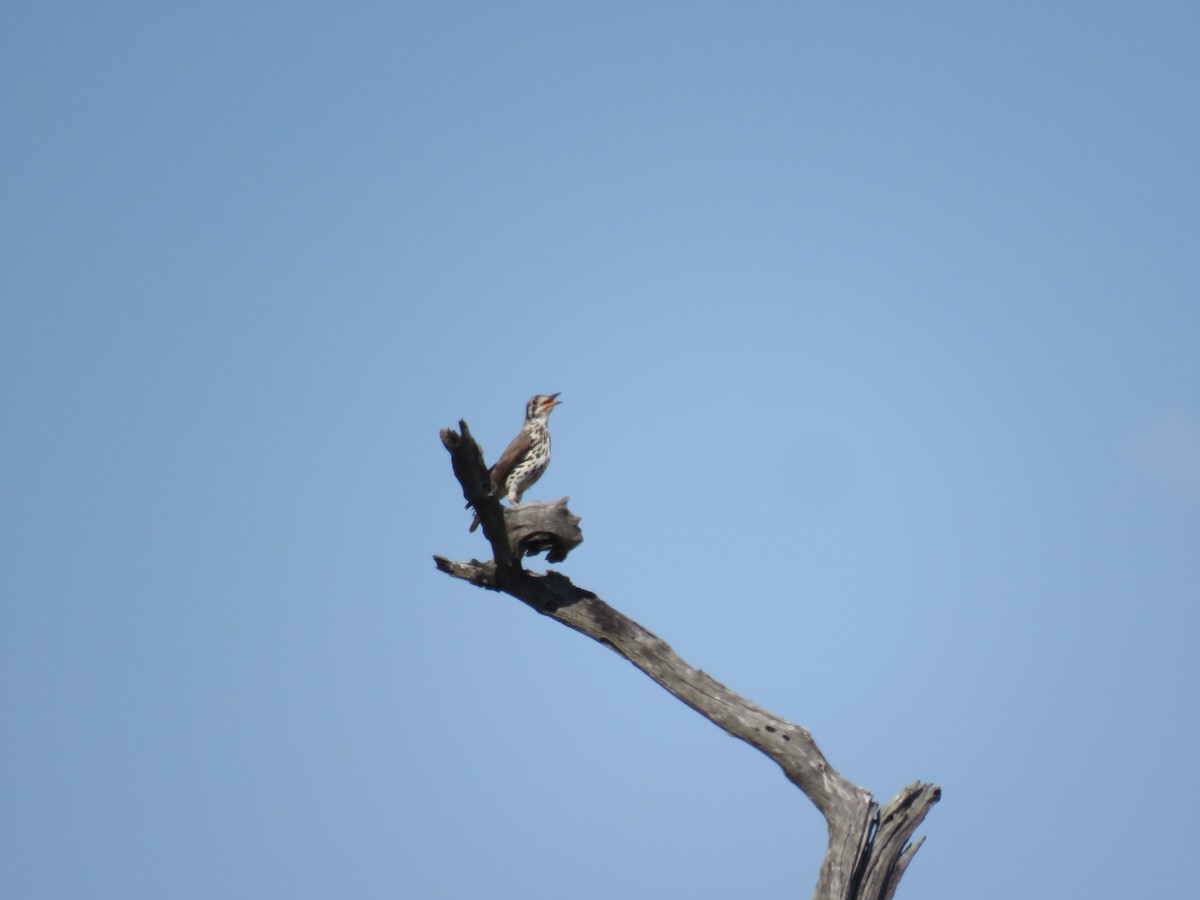 Groundscraper Thrush - ML627909768