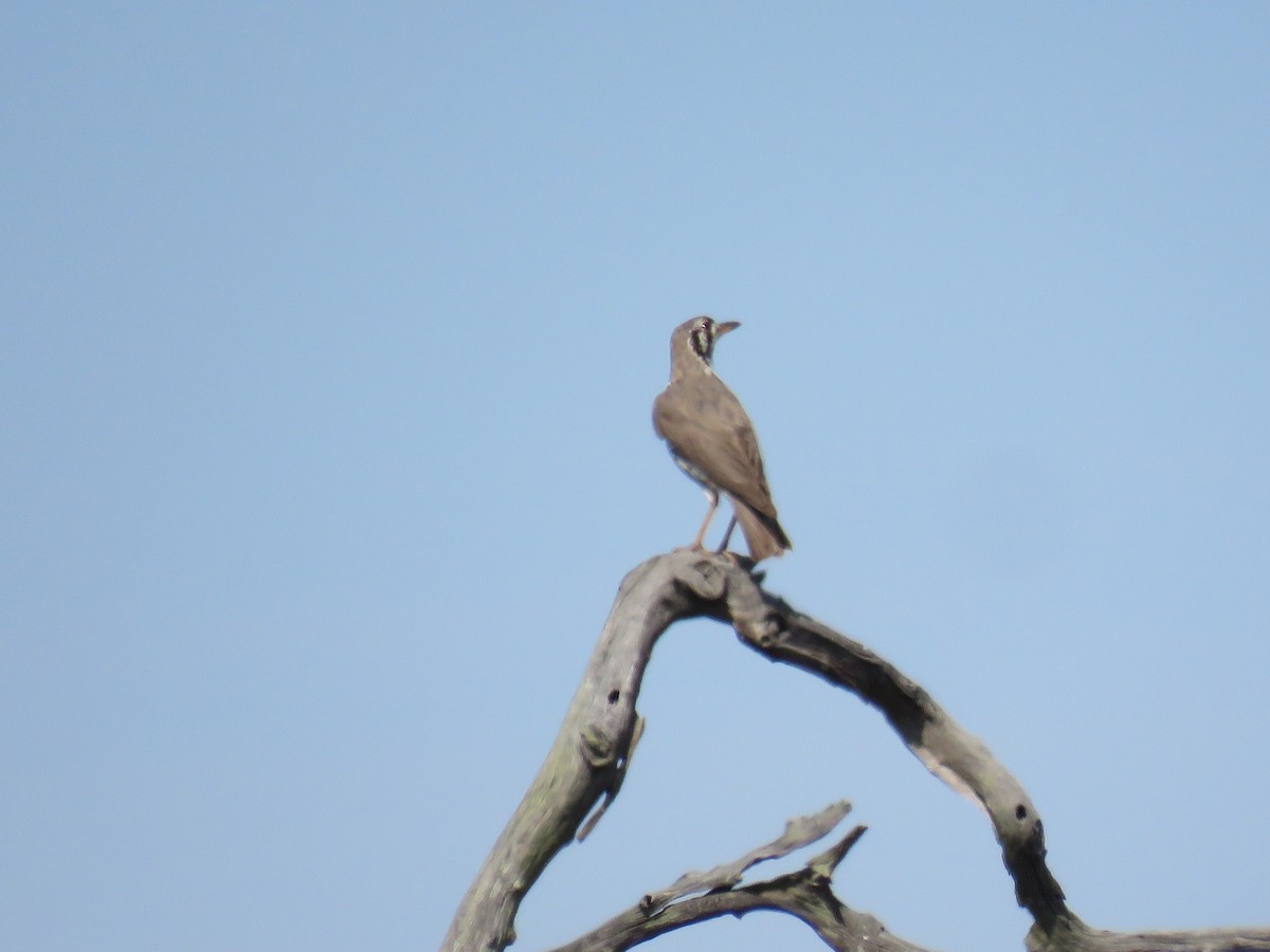 Groundscraper Thrush - ML627909769