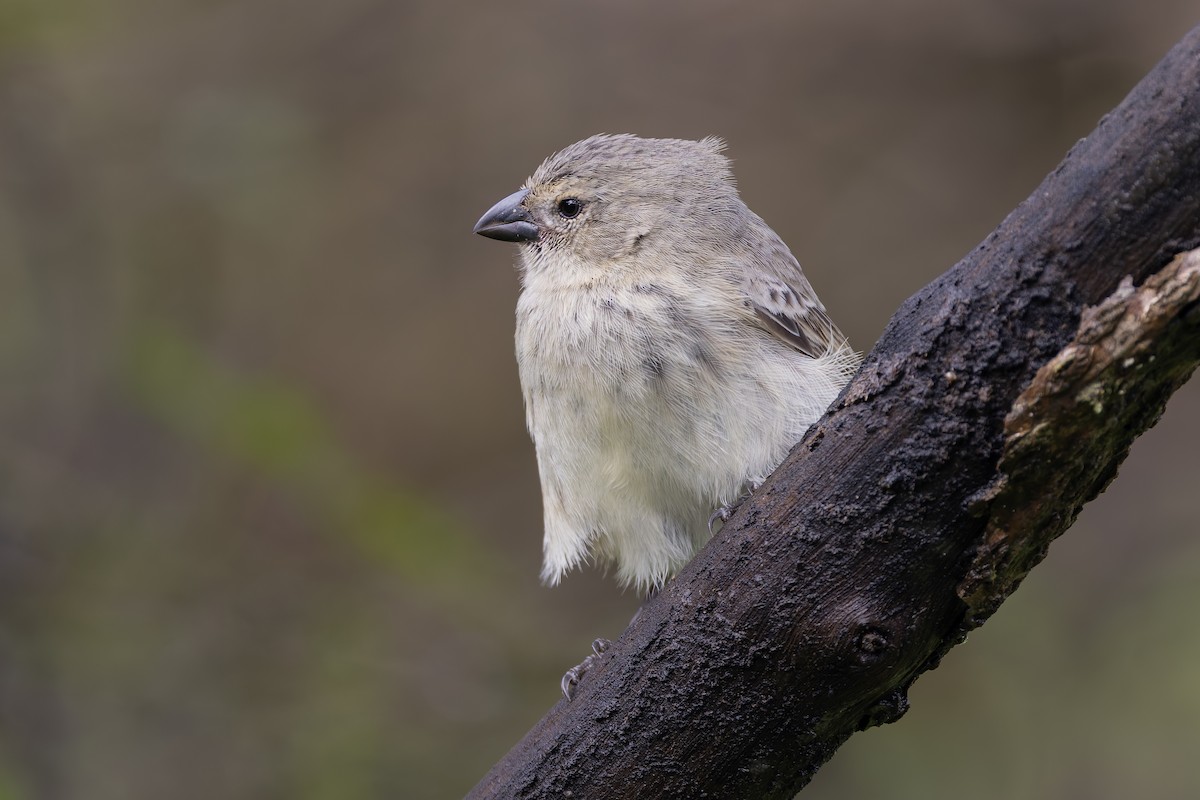 ML627909821 - Small Tree-Finch - Macaulay Library