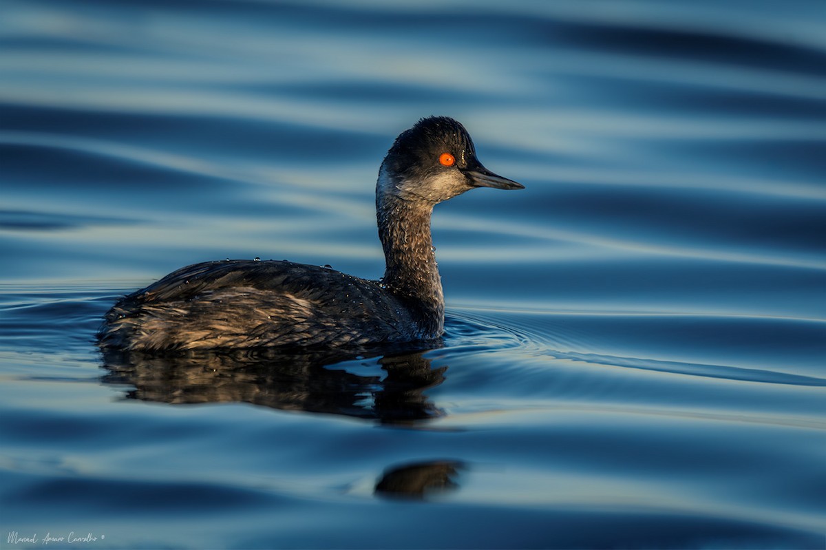 Eared Grebe - ML627909972