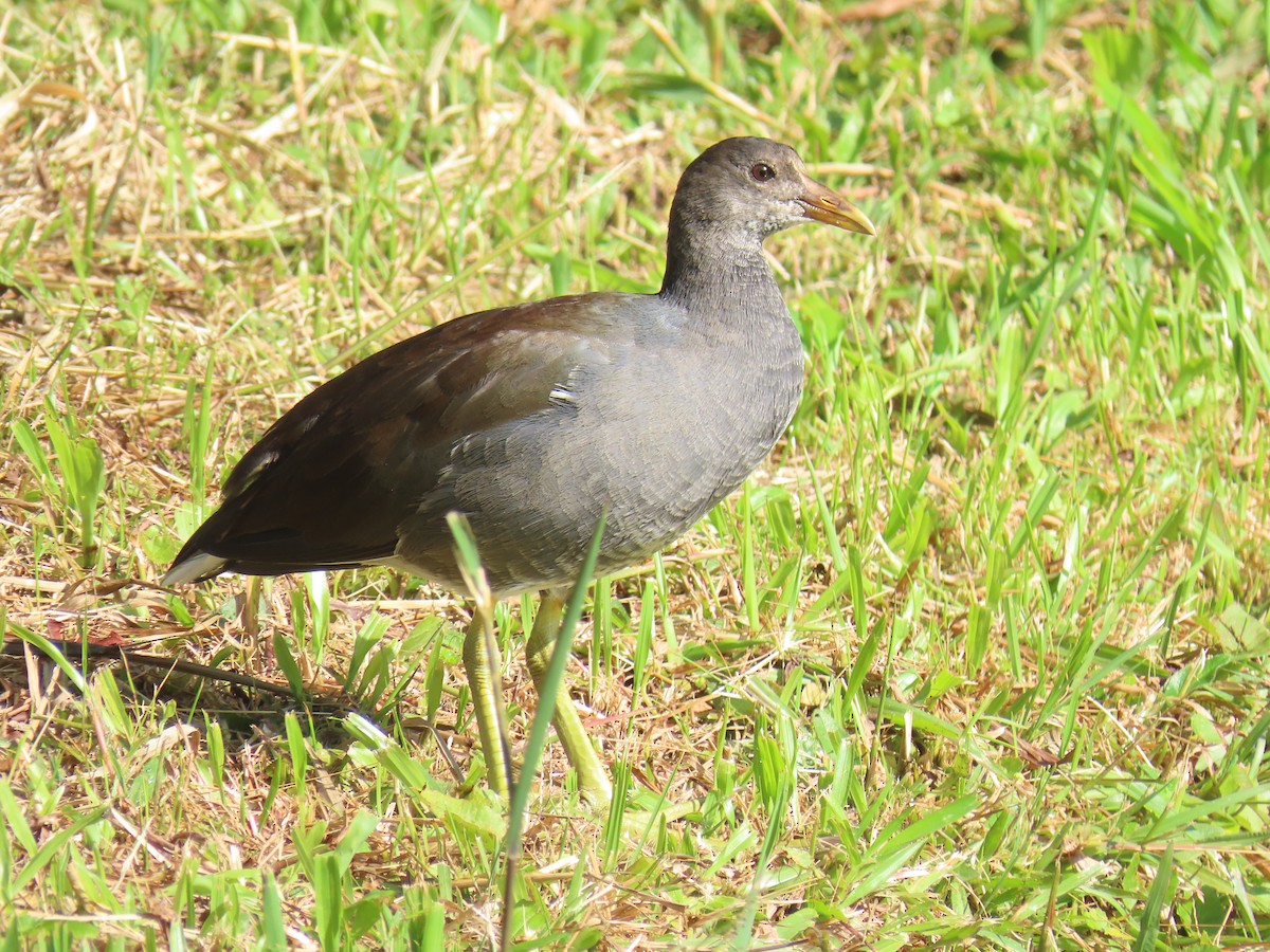 Common Gallinule - ML627910032
