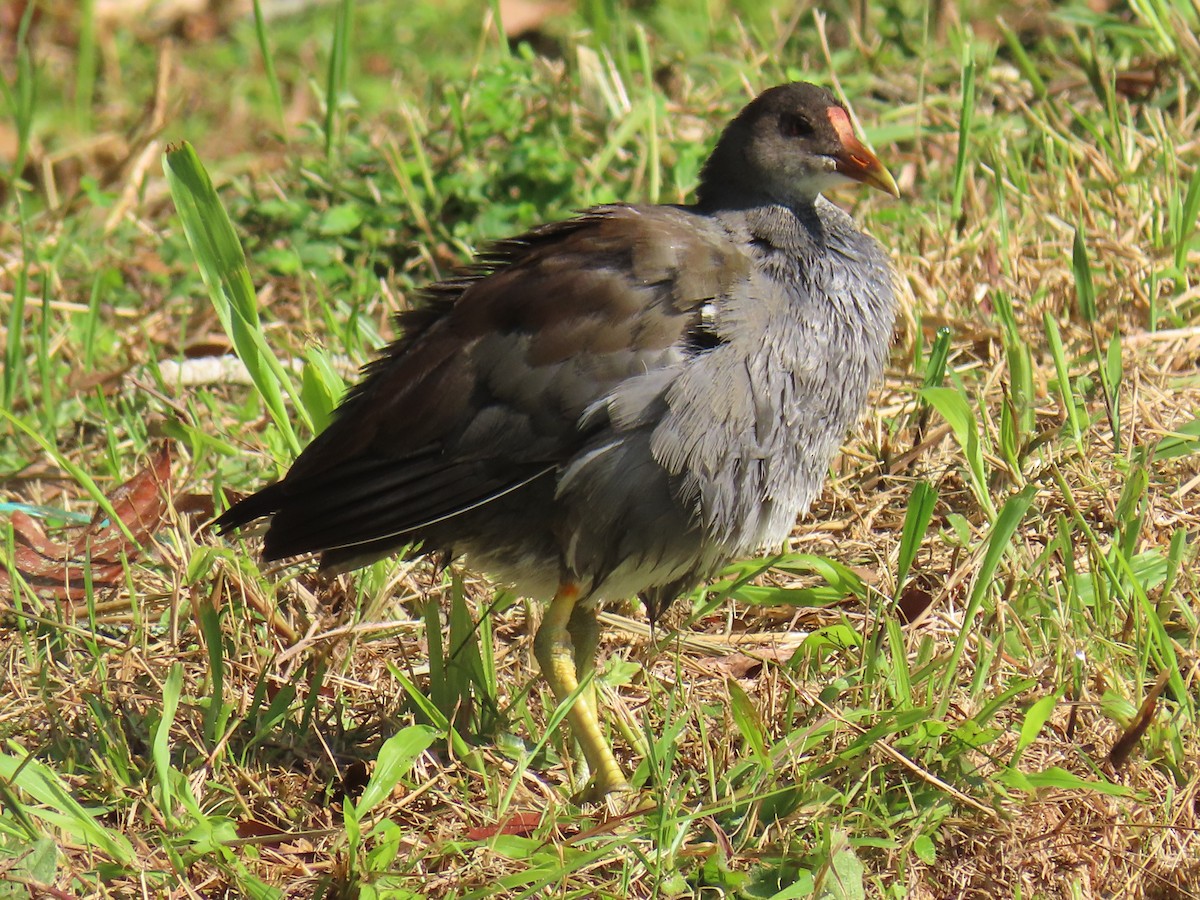 Common Gallinule - ML627910043