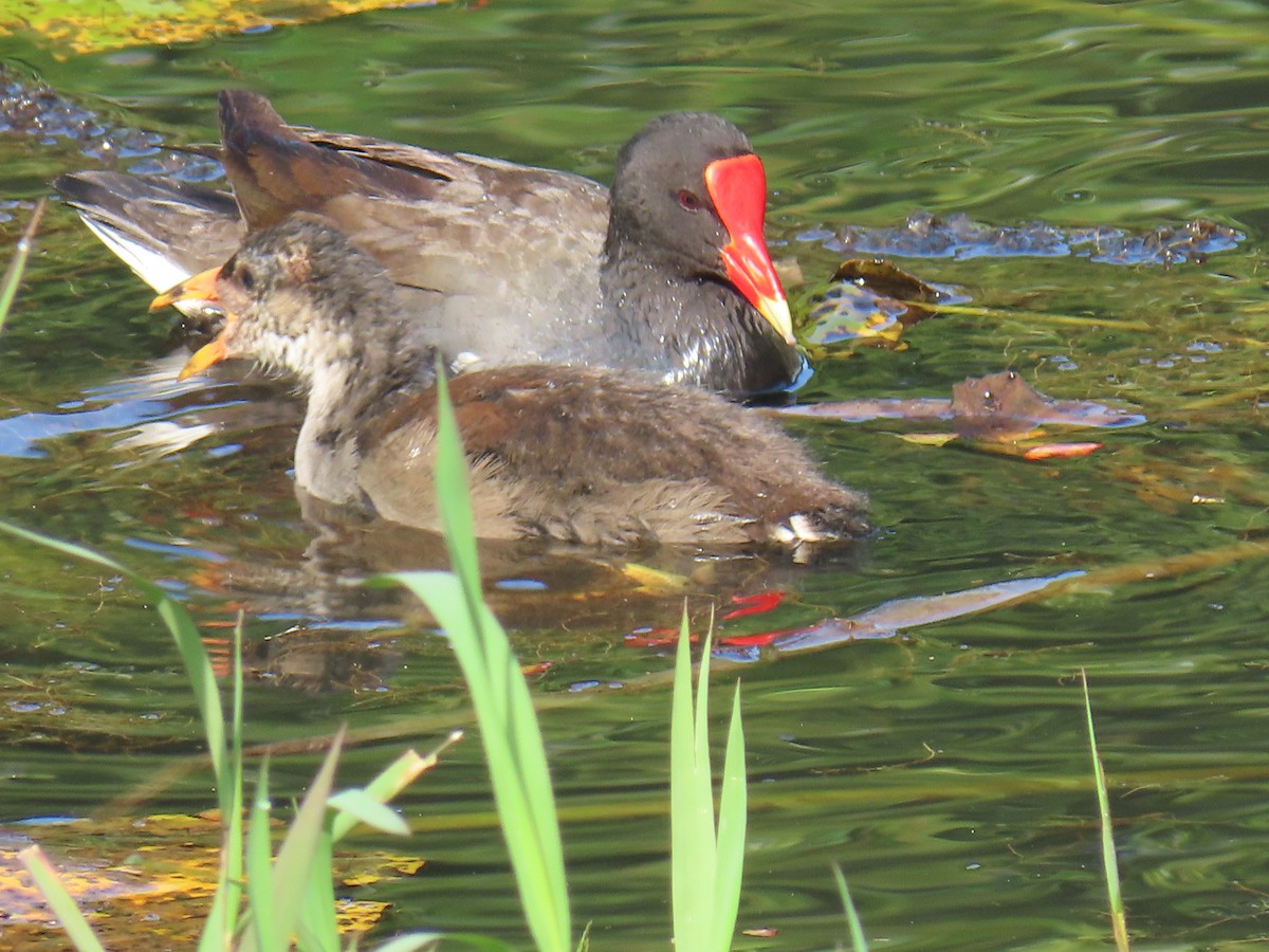 Common Gallinule - ML627910058