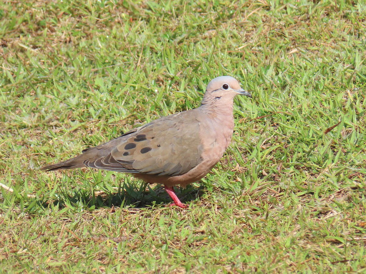 Eared Dove - ML627910079