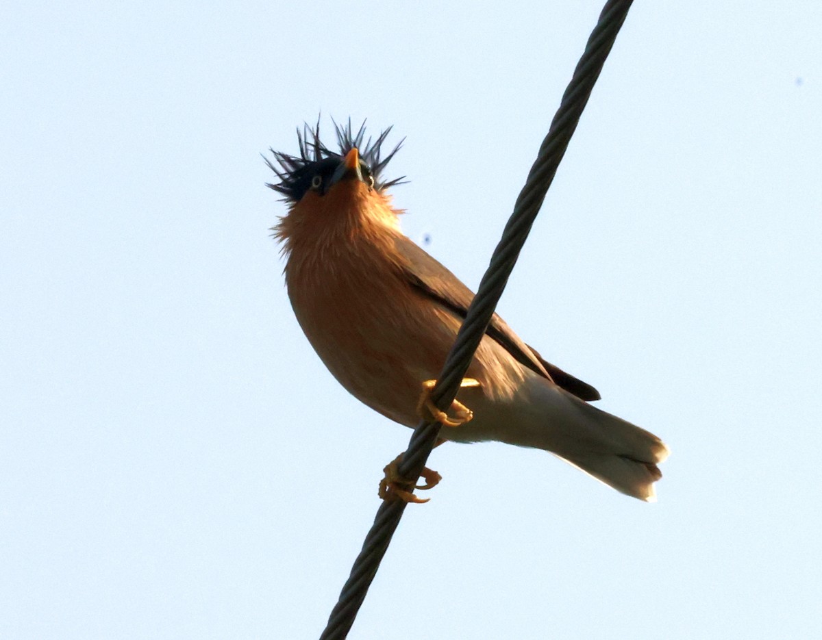 Brahminy Starling - ML627910086