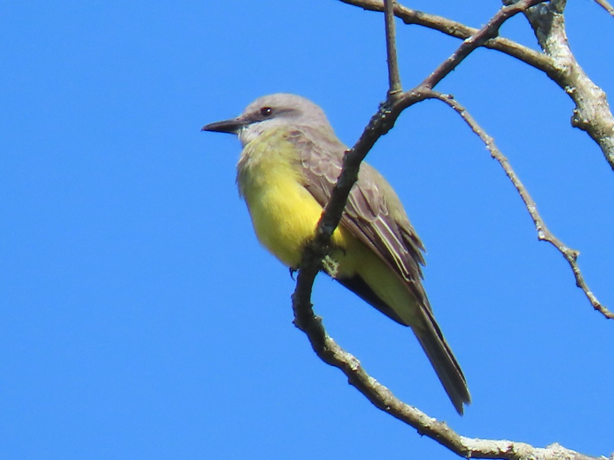 Tropical Kingbird - ML627910106