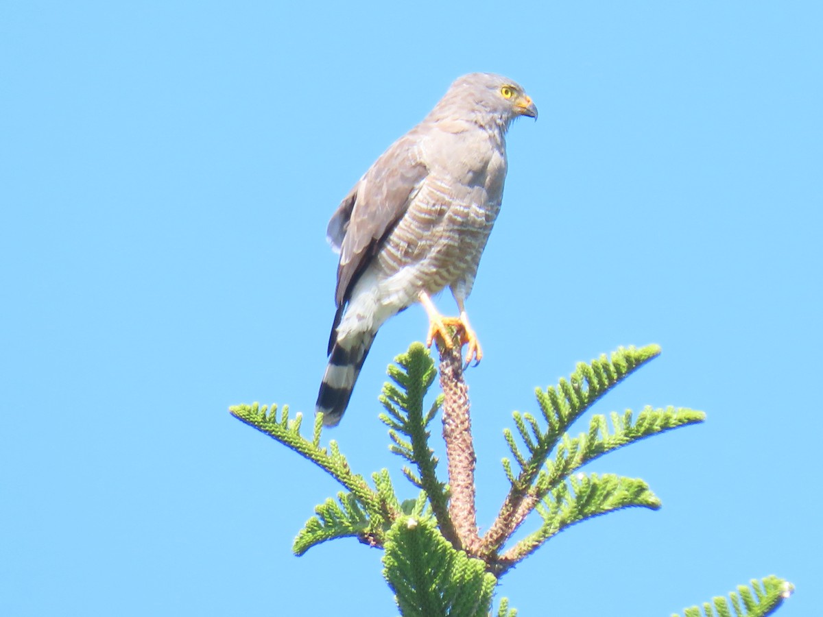 Roadside Hawk - ML627910148