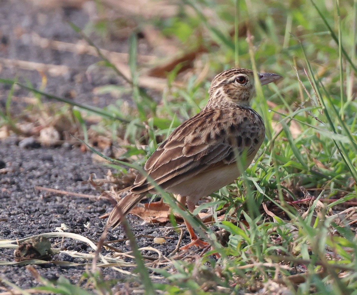 Jerdon's Bushlark - ML627910156