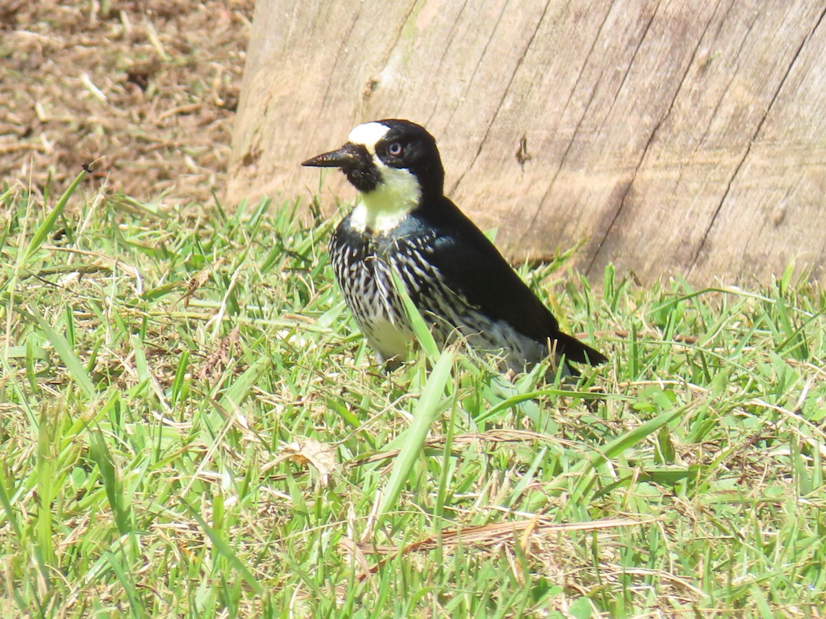 Acorn Woodpecker - ML627910163