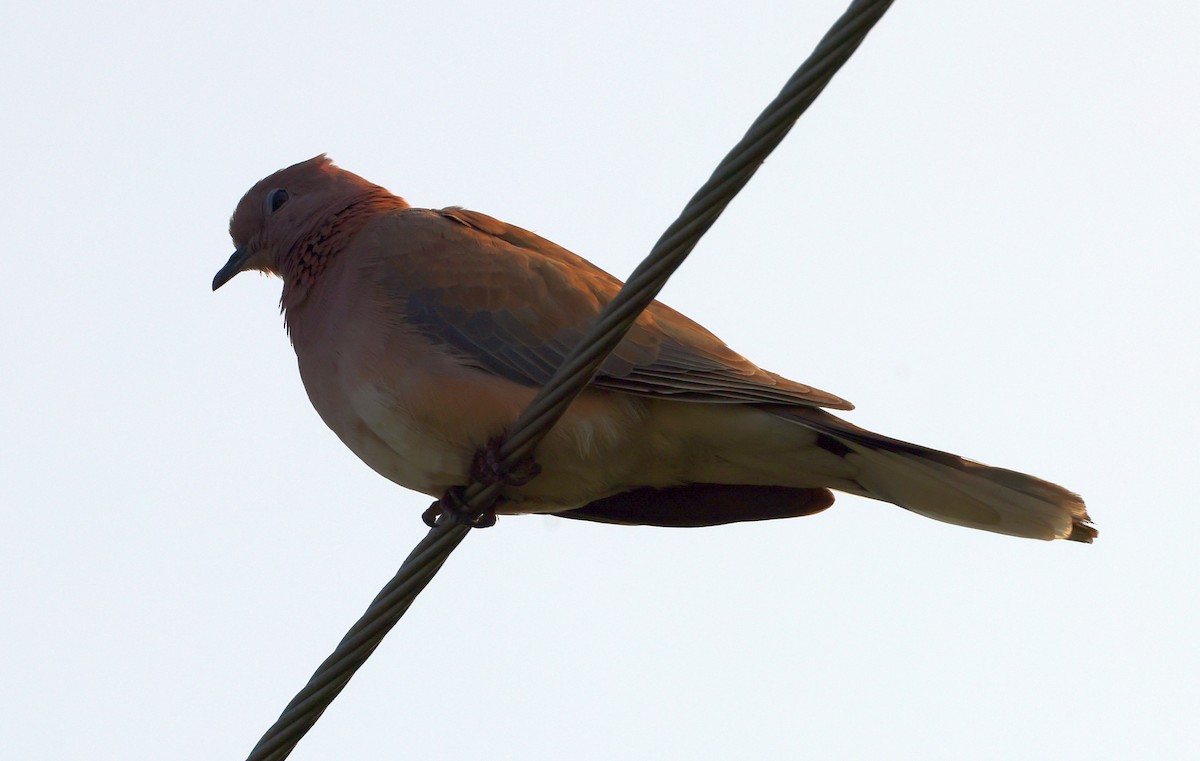 Laughing Dove - ML627910164