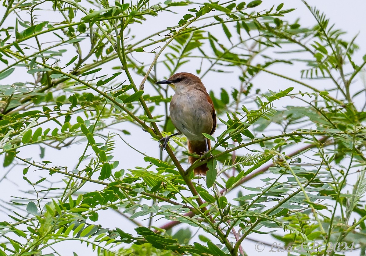 Yellow-chinned Spinetail - ML627910237