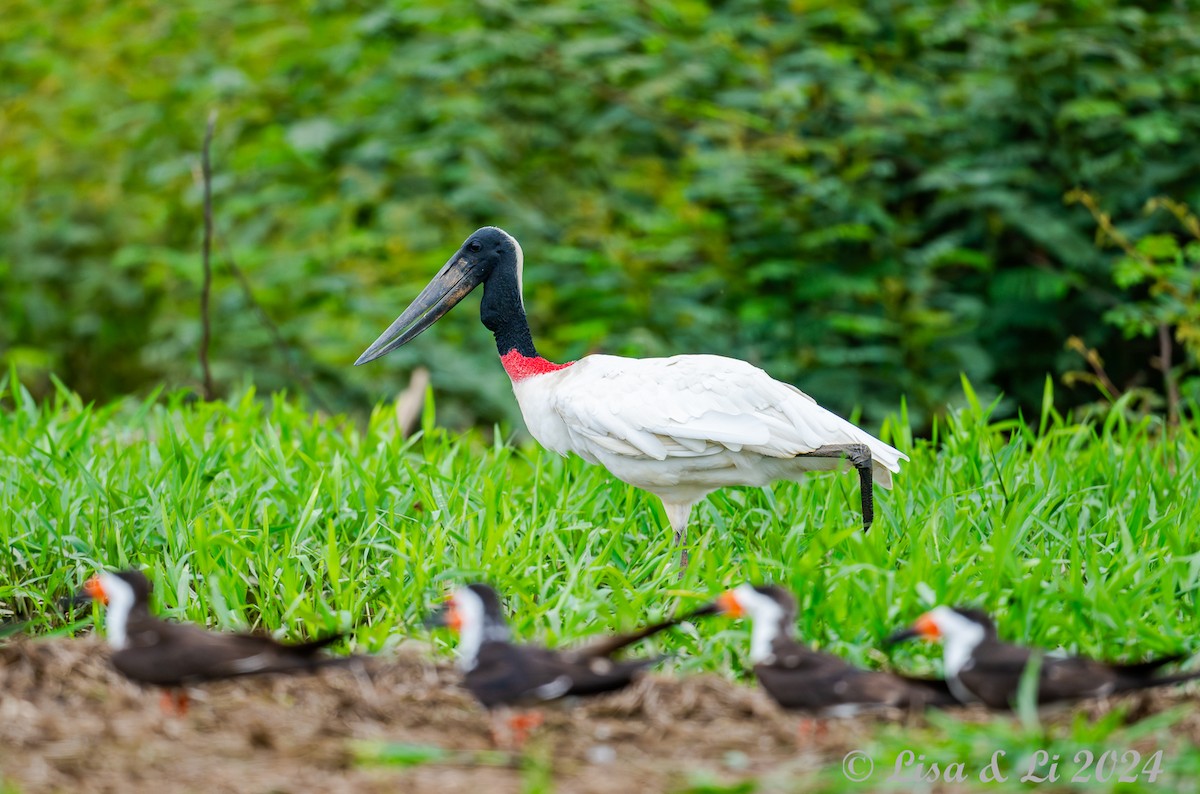 čáp jabiru - ML627910247