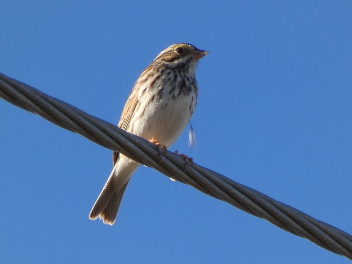 Savannah Sparrow - ML627910261